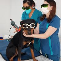 Mphi Vet Orange | Applicazione Laserterapia MLS