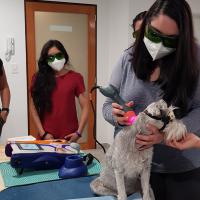 Mphi Vet Orange | Training Laserterapia MLS