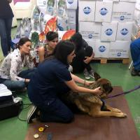 Deborah Sades DVM –  Cours théorique/pratique “Terapia Laser MLS® en veterinaria”, Costa Rica