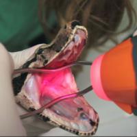 Mphi Vet Orange para la estomatitis de una serpiente