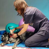 Silvia Meggiolaro DVM - Tratamiento de Laserterapia MLS en veterinaria