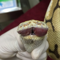 Laserterapia MLS para estomatitis grave en serpientes