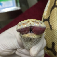 MLS Laser Therapy for severe stomatitis in snakes