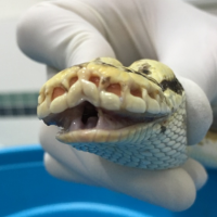 MLS Laser Therapy for severe stomatitis in snakes
