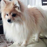 Spitz dog, spayed female, 3 years old