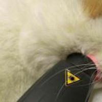 MLS Laser Therapy for treating feline stomatitis
