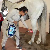 MLS® Laser Therapy treatment with M-VET for equines- Kladruby nad Labem, CZ