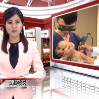 MLS®-Lasertherapie und das Gerät Mphi Vet Orange auf TCNN, Taiwan