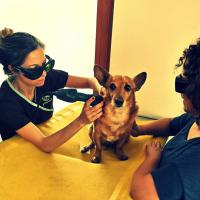 Session pratique au la Thermal Physiopets di Montegrotto Terme