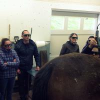 MLS Laser Therapy for equine Training in Livet, France