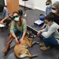 Entrenamiento de terapia láser MLS para perros con el Dr. Burdisso 