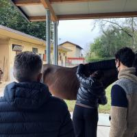 Horse Laser Therapy Training - Dr Rosso