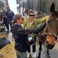 Entrenamiento de laserterapia para caballos