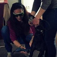 Applicazione laserterapia sui cani, formazione in Francia