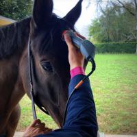 Entrenamiento de punción láser y terapia con láser para caballos - Dr Rosso