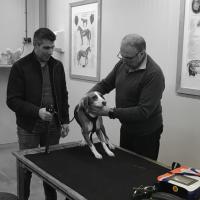 Mphi Vet Orange -  Ausbildung MLS®-Lasertherapie in Nijkerk