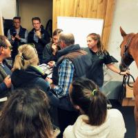 MLS Laser Therapy for horses - France