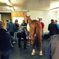 MLS Laser Therapy to horses - France