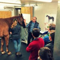 MLS Laser Therapy training for horses treatment - France