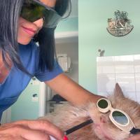 Dottoressa Previti durante un trattamento laser alla bocca di un gatto