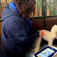 Trattamento laser M-VET | Campionati Mondiali di Agility 2024