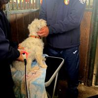 Trattamento laser M-VET | Campionati Mondiali di Agility 2024