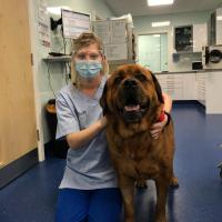 MLS® laser therapy in Bruno's post-surgical rehabilitation 