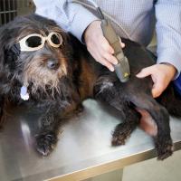 Un chien traité par Thérapie Laser MLS avec Mphi Vet