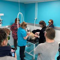 M-VET laser training @ Lilvet Clinic, Tampere