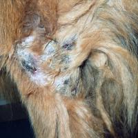 Example of canine pyoderma