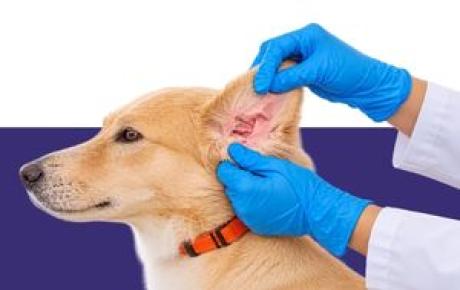 Veterinarian visiting a dog otitis