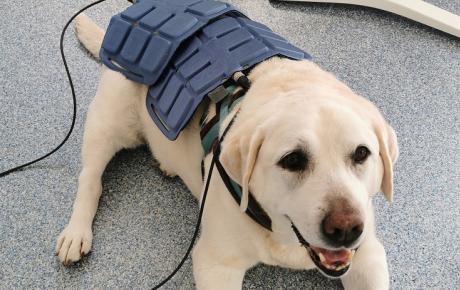 PMT Qs Vet magnetotherapy for dogs