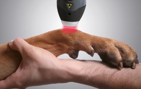 Mls laser sales therapy for dogs