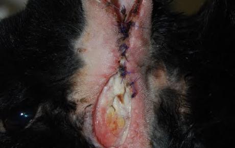 Embedded thumbnail for Askja, conejo con dehiscencia de la sutura quirúrgica después de una intervención de TECALBO