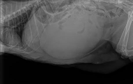 Embedded thumbnail for Bree, gatta con atonia vescicale post-partum