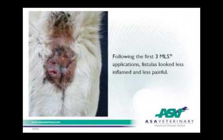Embedded thumbnail for Otto, Maremma Sheepdog with perianal fistulas
