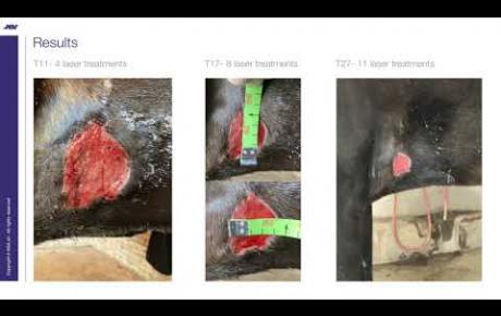 Embedded thumbnail for Junior, a Quarter Horse with wound dehiscence