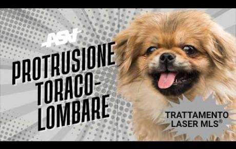 Embedded thumbnail for Mia, pechinese con sospetta protrusione toraco-lombare