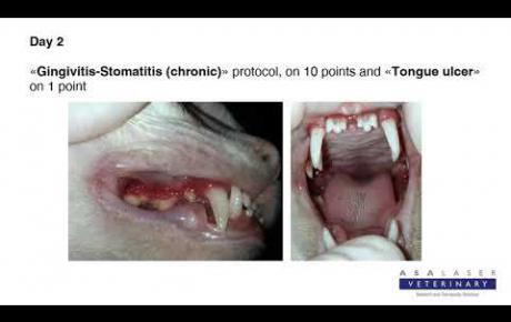 Embedded thumbnail for Mi Mi, Katze mit akuter Gingivitis/Stomatitis und Geschwür an der Zunge