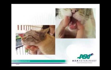 Embedded thumbnail for Stella, Katze die unter dem Eosinophiler-Granulom-Komplex mit bukkalen Läsionen leidet