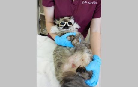 Embedded thumbnail for Fooki, a cat with abdominal injuries caused by MRSA