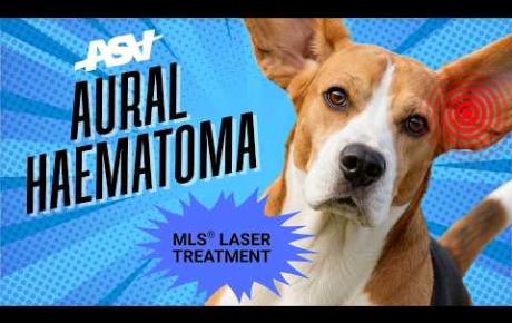 Embedded thumbnail for Artù, Beagle avec othématome