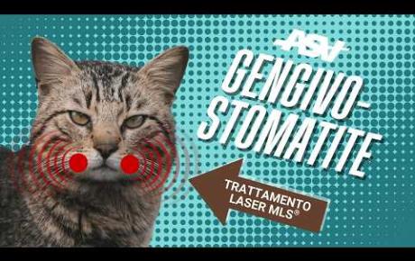 Embedded thumbnail for Achille, gatto europeo con gengivostomatite cronica