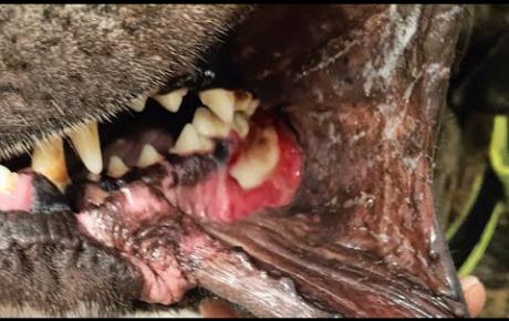 Embedded thumbnail for Tyson, cane Corso con ferita infetta orale da corpo estraneo