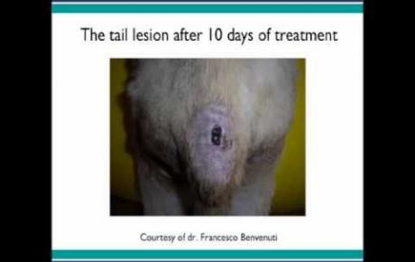 Embedded thumbnail for Mixed breed with pressure ulcers