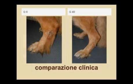 Embedded thumbnail for German shepherd with pyoderma and dermatitis