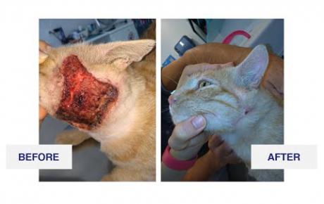 Embedded thumbnail for Romeo, a European shorthair cat with a fistulated abscess