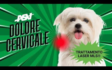 Embedded thumbnail for Yang Dian Dian, Maltese con dolore cervicale