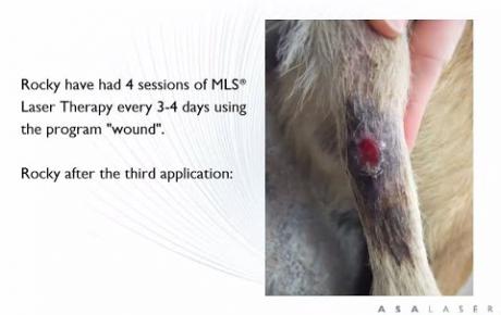 Embedded thumbnail for Rocky, treatment of a tail wound dehiscence