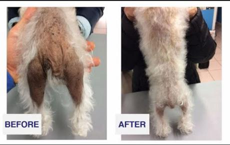 Embedded thumbnail for Luna, dog with alopecia X